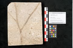 Foto (Objekt + Etikett) von Callitris brongniartii Endl. (NHMW-GEO-2024-0188-8067)